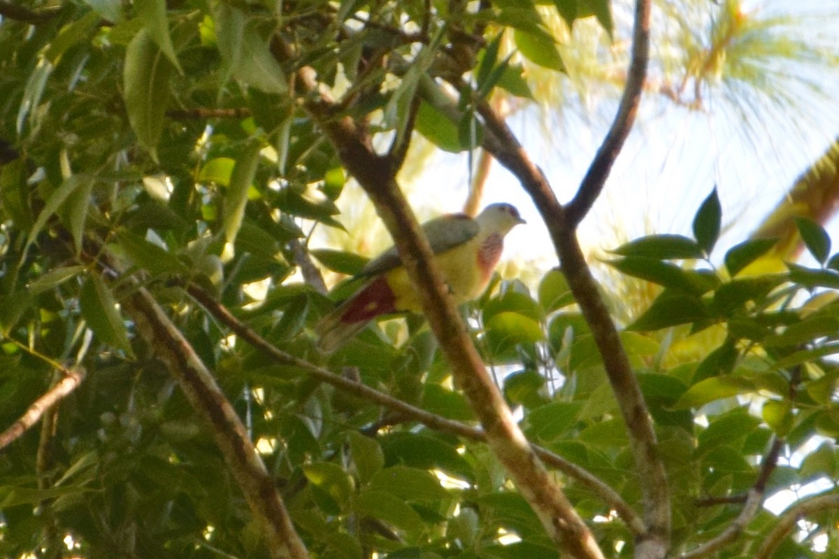 Many-colored Fruit-Dove - Brian Deans