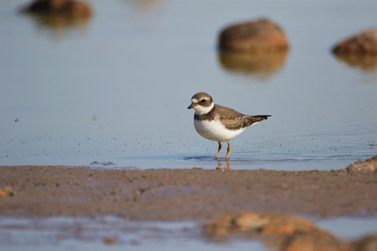 Semipalmated Plover - ML113074941