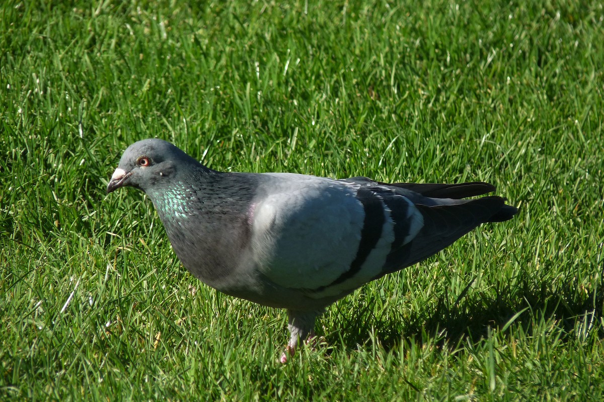 Rock Pigeon (Feral Pigeon) - ML113077111