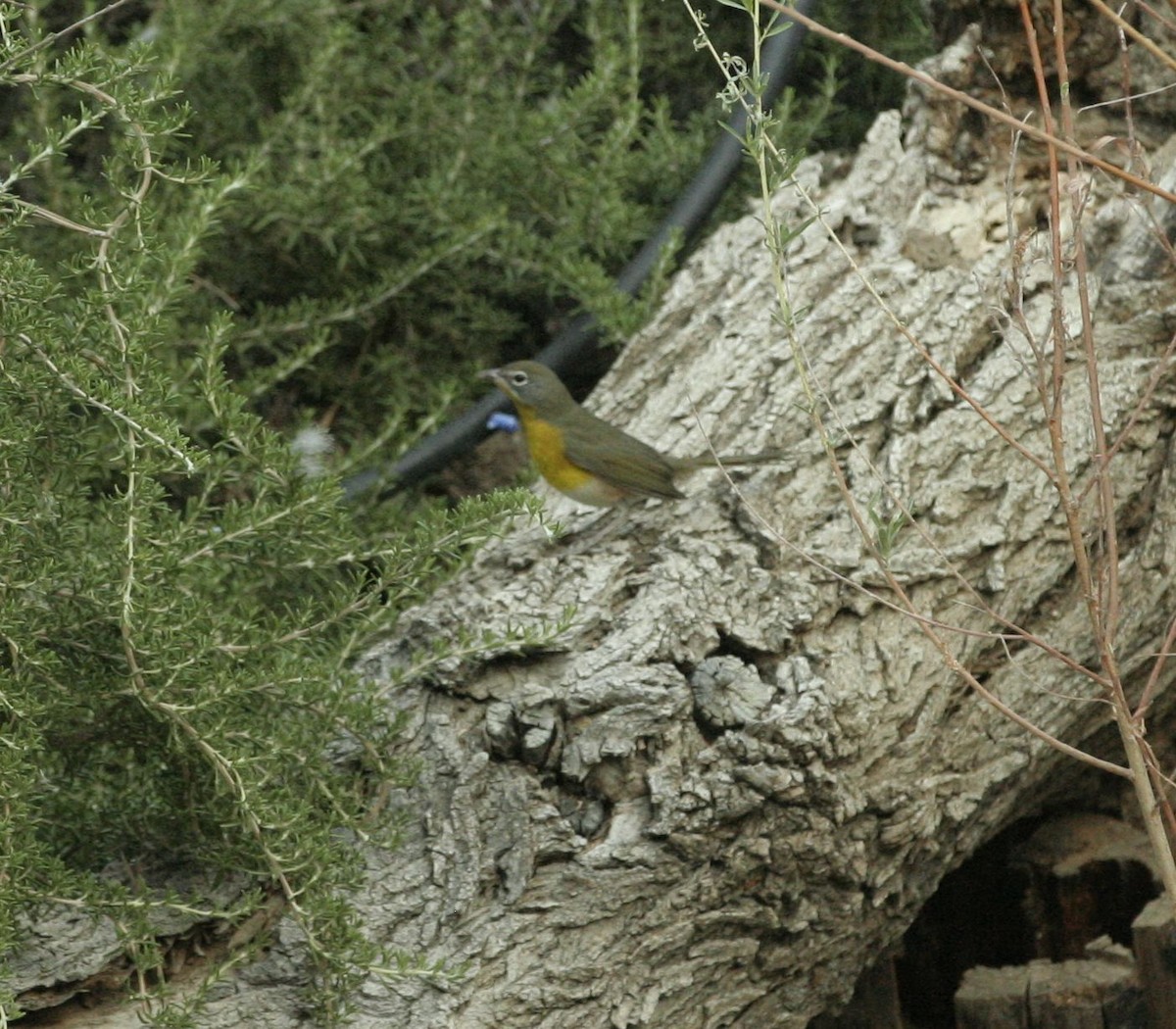 Yellow-breasted Chat - ML113077981