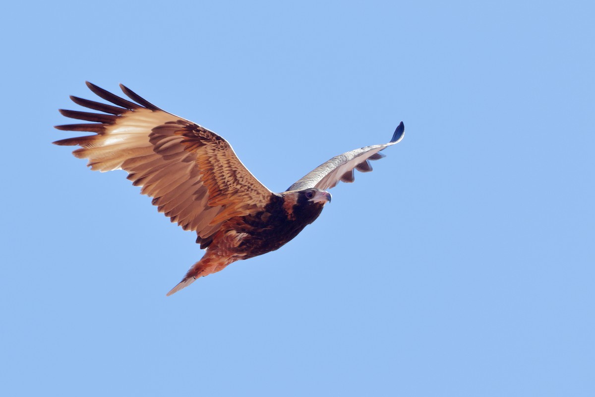 Black-breasted Kite - ML113079821