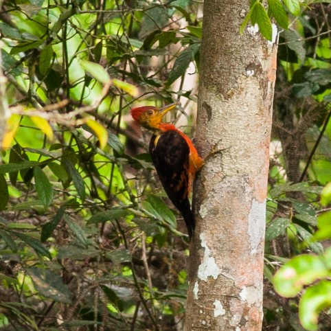Orange-backed Woodpecker - Wilbur Goh