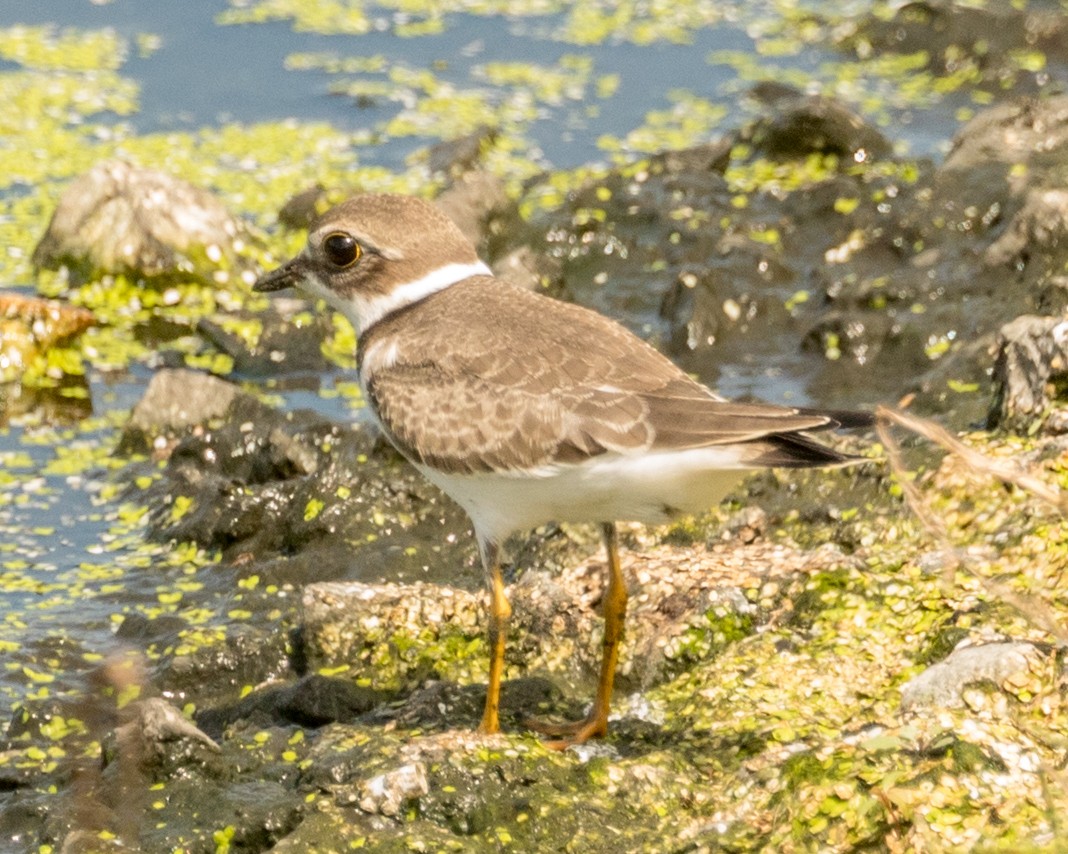 Semipalmated Plover - Michael Foster