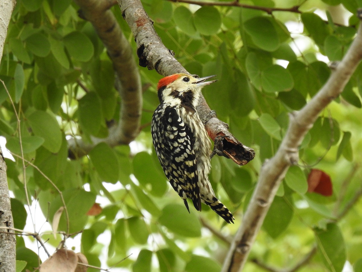 Yellow-crowned Woodpecker - Sivakumar Ramasamy