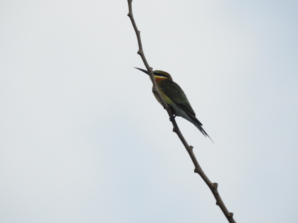 Blue-tailed Bee-eater - ML113089501