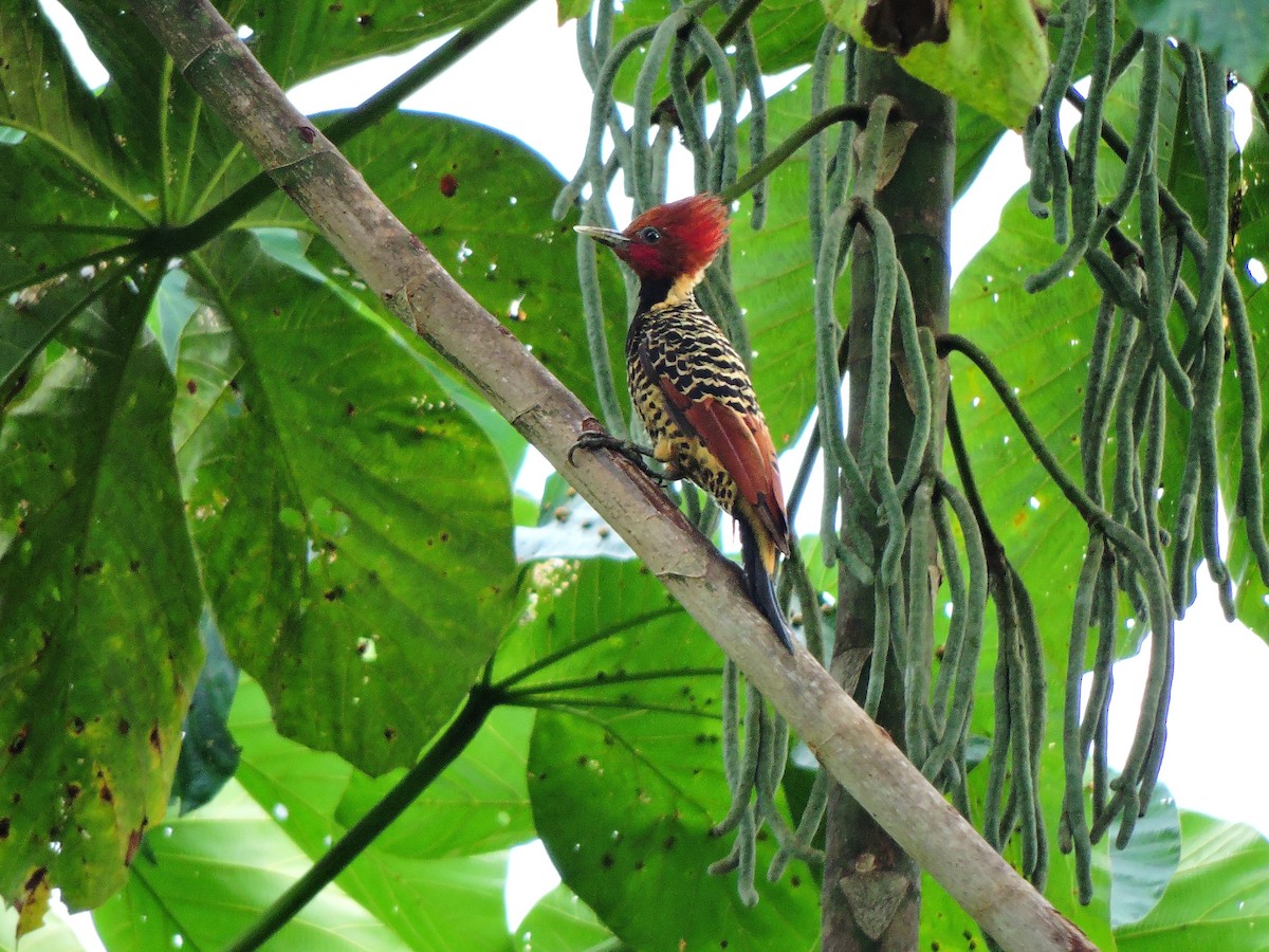 Rufous-headed Woodpecker - ML113091491