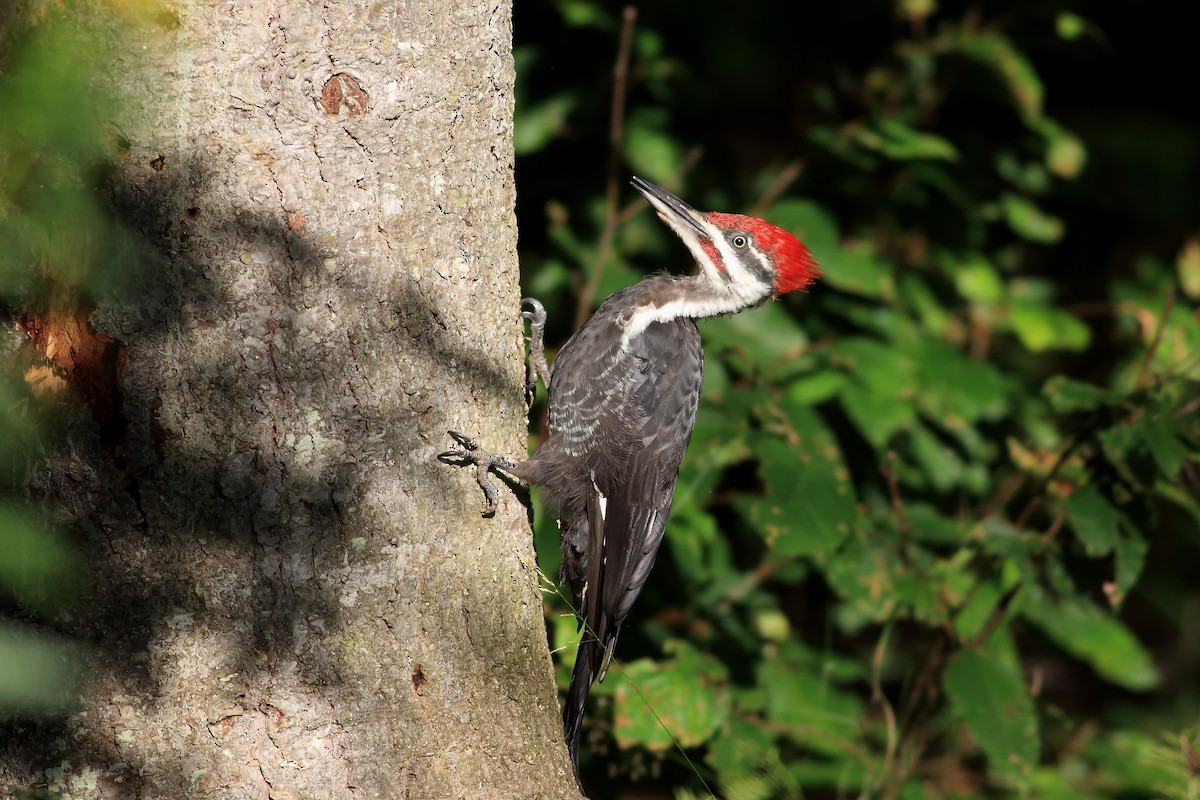 Pileated Woodpecker - ML113091591