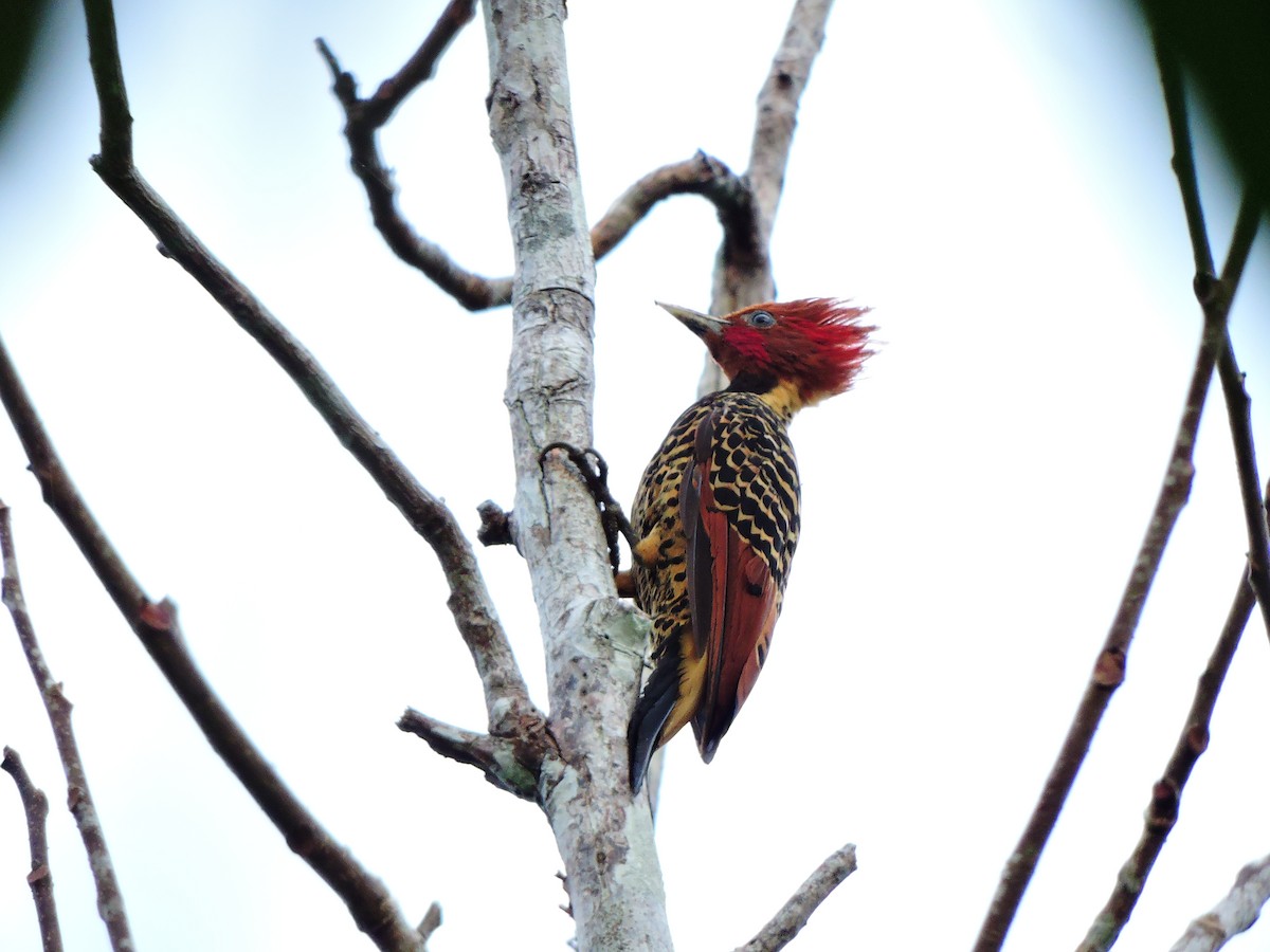 Rufous-headed Woodpecker - Alexis  Ruiz B