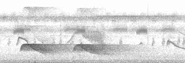 Мурав’янка-куцохвіст велика (підвид poecilinotus) - ML113092