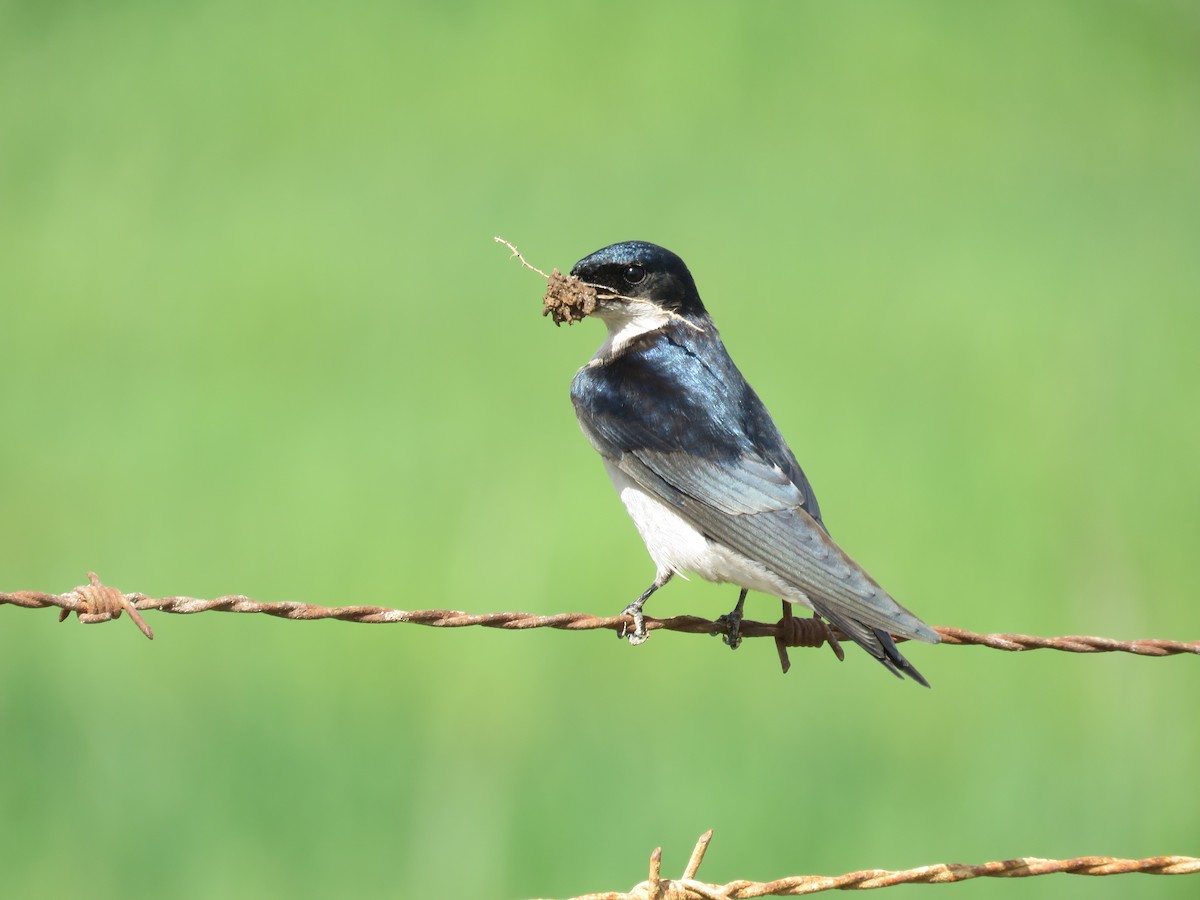 Pearl-breasted Swallow - ML113093331