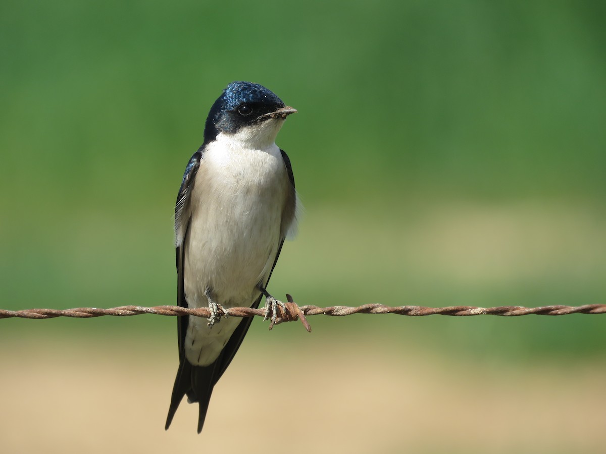 Pearl-breasted Swallow - ML113093341
