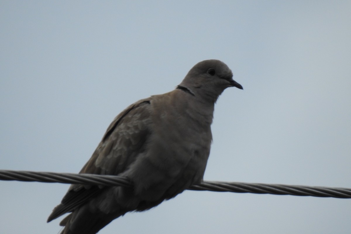 Eurasian Collared-Dove - Dan Belter