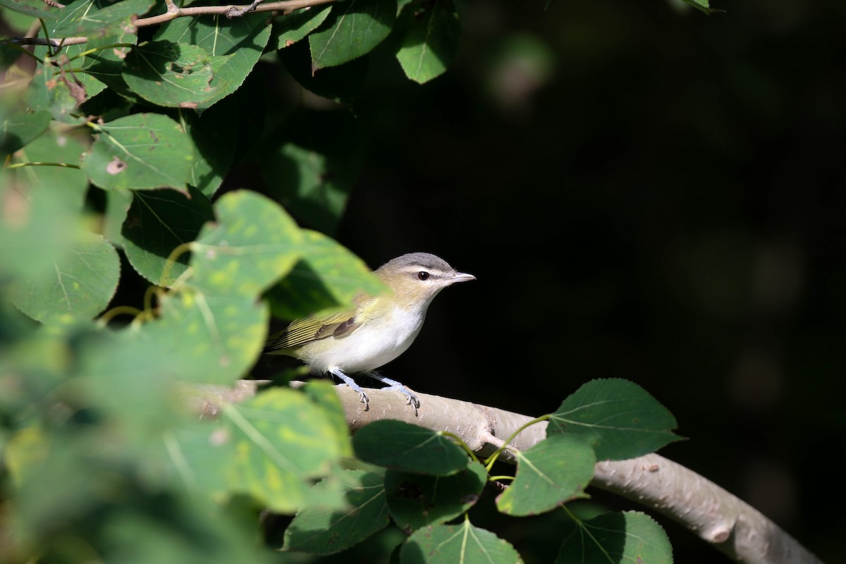 Red-eyed Vireo - Christopher McPherson