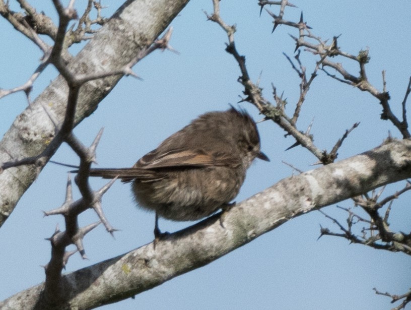 Tufted Tit-Spinetail - ML113102561