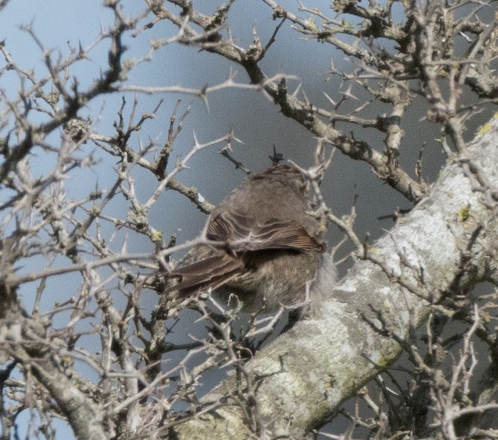 Tufted Tit-Spinetail - ML113102571