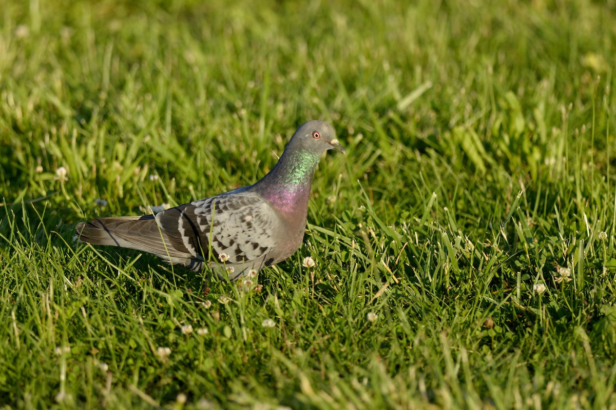 Rock Pigeon (Feral Pigeon) - Daniel Irons