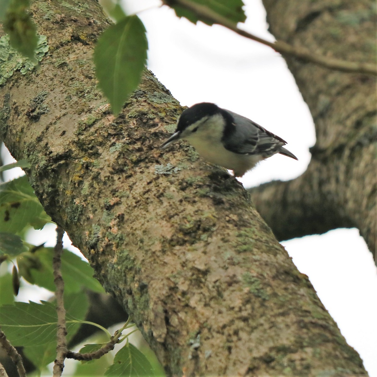 White-breasted Nuthatch - Team Sidhu-White