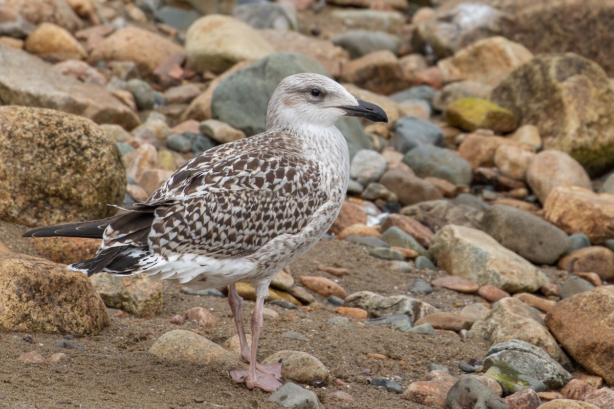 Great Black-backed Gull - Louis Bevier