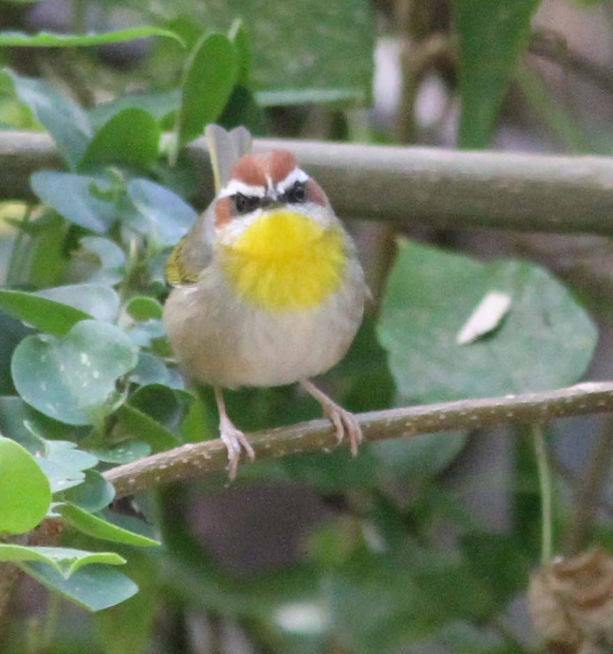 Rufous-capped Warbler - ML113111041