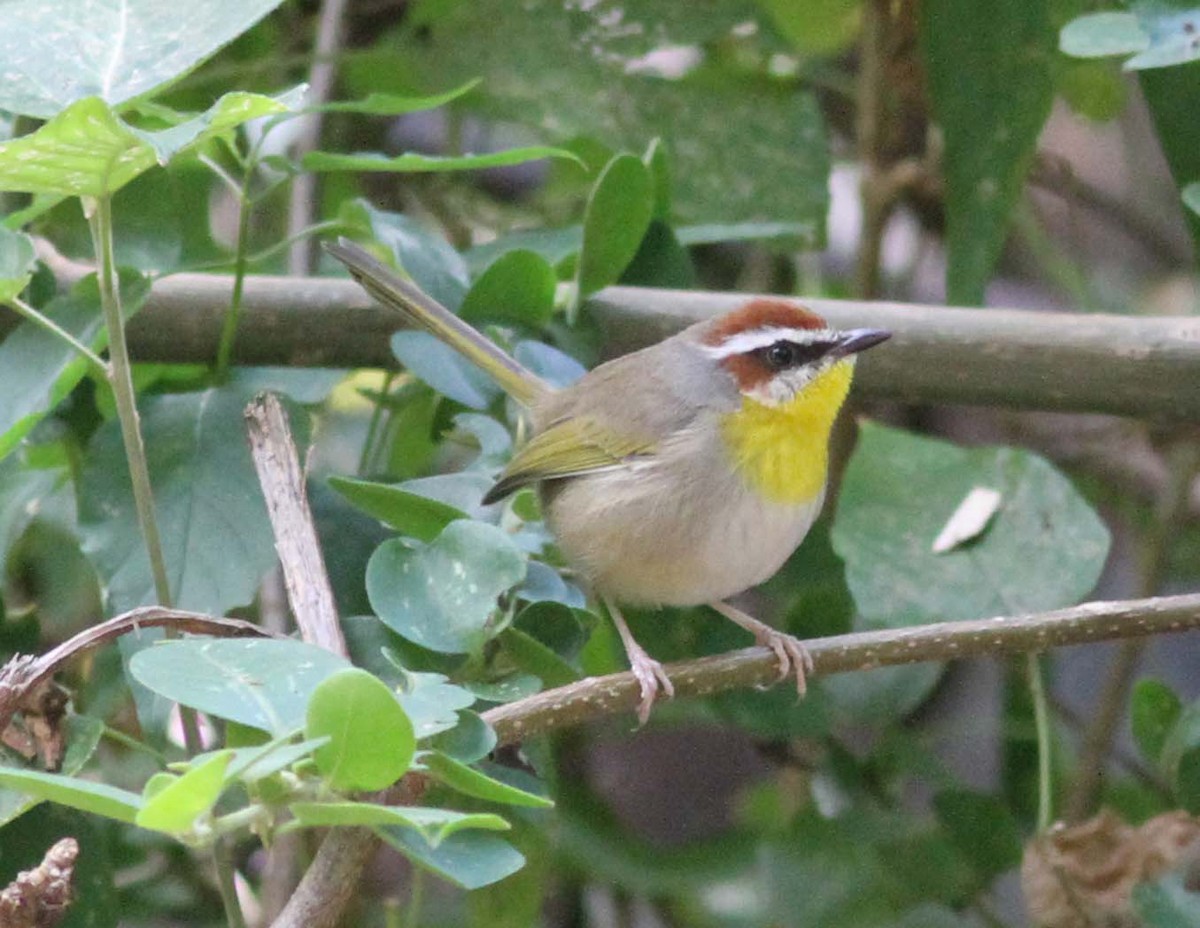 Rufous-capped Warbler - ML113111061