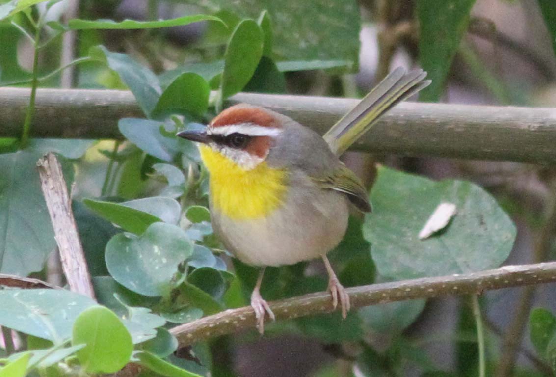 Rufous-capped Warbler - ML113111071