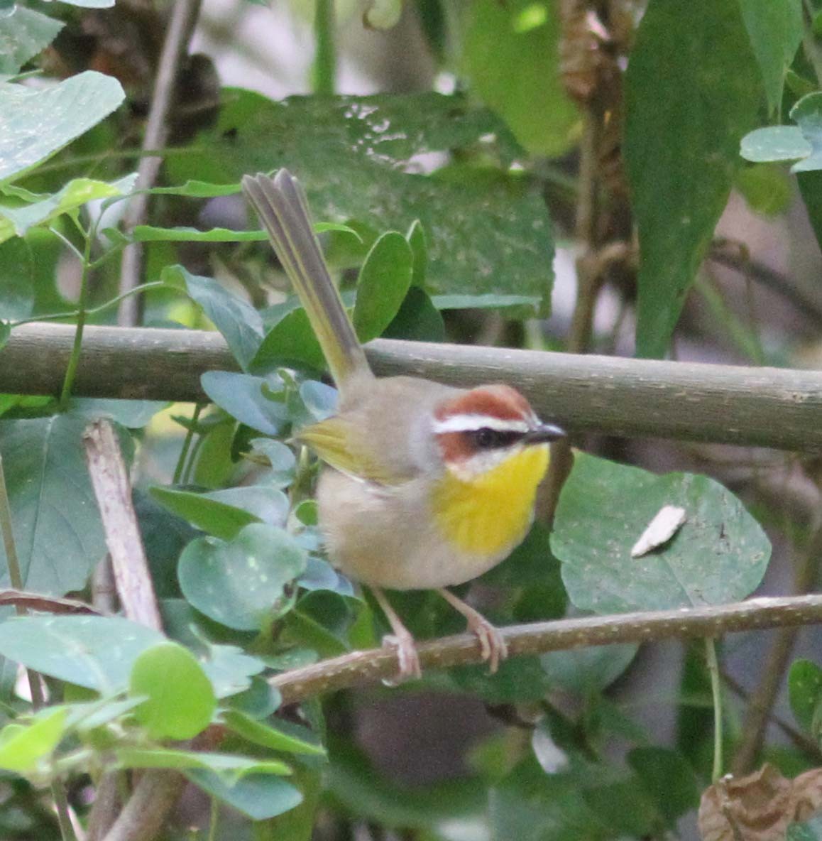 Rufous-capped Warbler - ML113111081