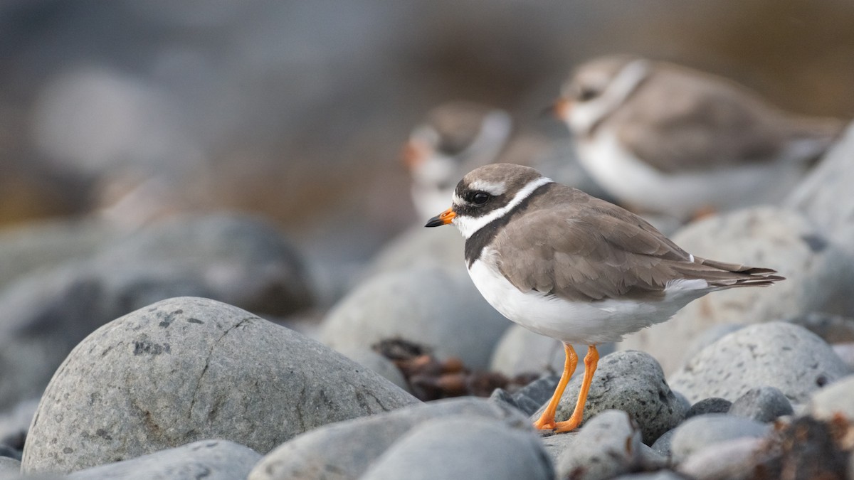 Common Ringed Plover - ML113113211