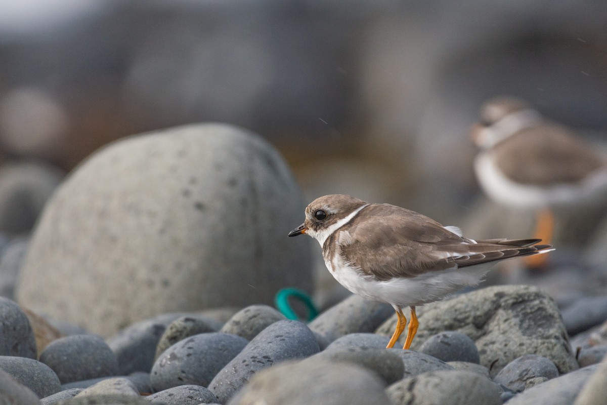 Common Ringed Plover - ML113113271