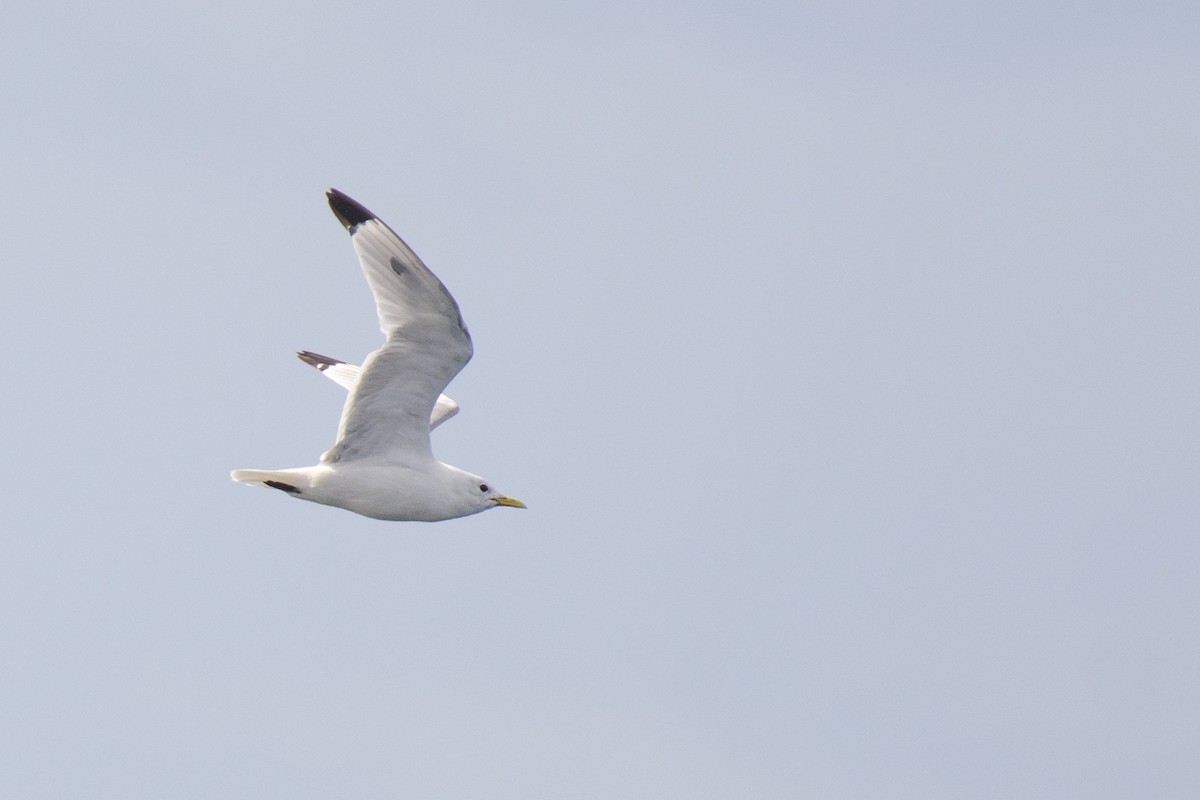 Mouette tridactyle - ML113113871