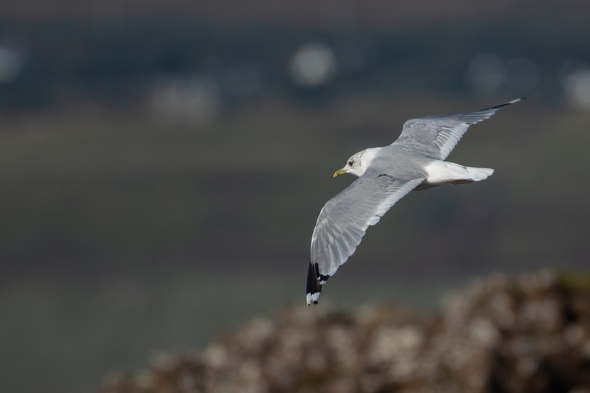 Common Gull - Al Božič