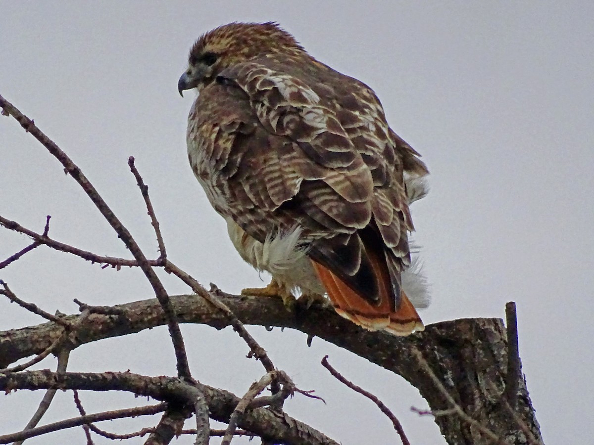 Red-tailed Hawk - ML113116361