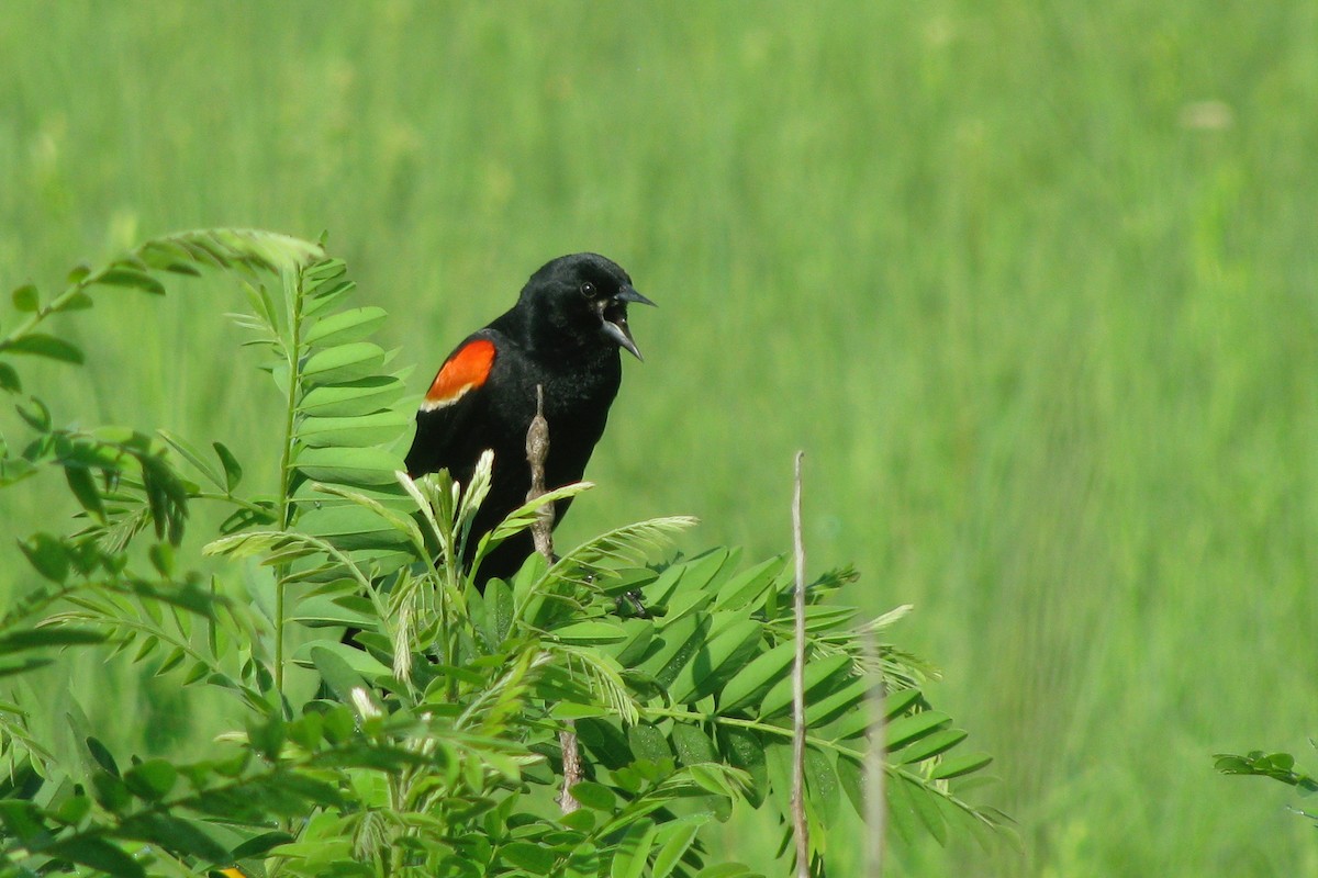 Red-winged Blackbird - Ann Haverstock