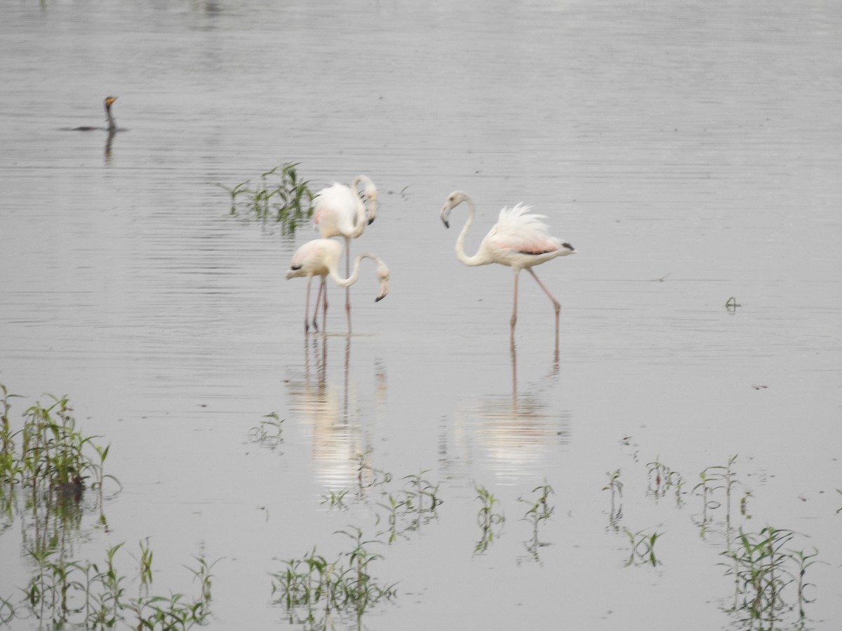 Greater Flamingo - Suyash Sawant