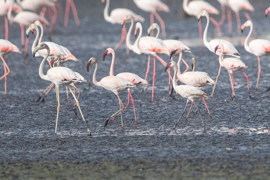 Lesser Flamingo - Saudi Rare Bird Records