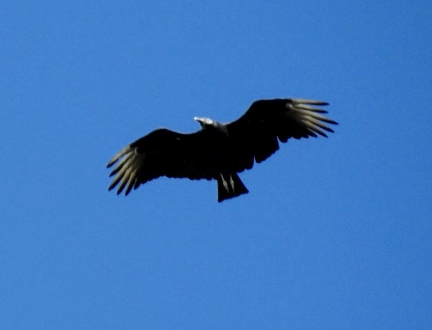 Black Vulture - Jim Varner