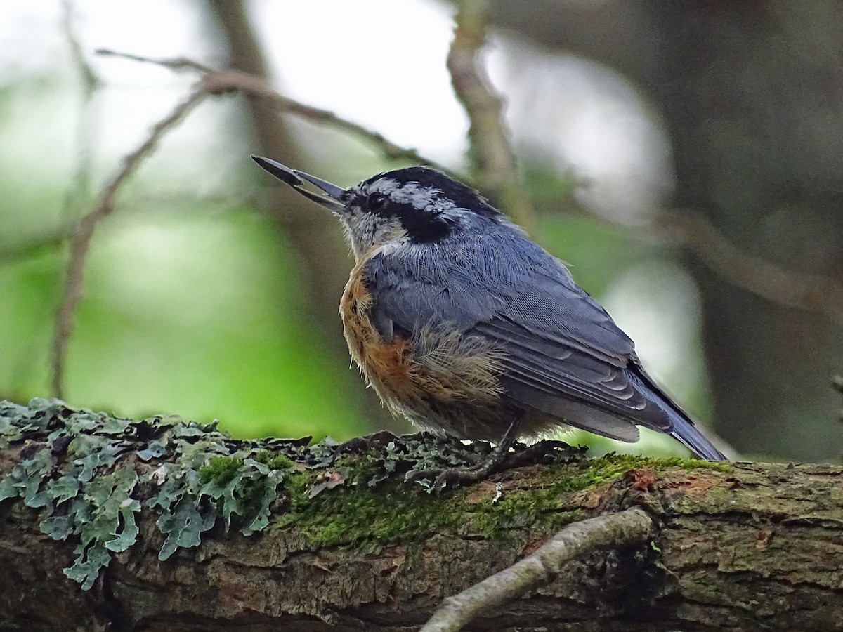 Red-breasted Nuthatch - ML113133751