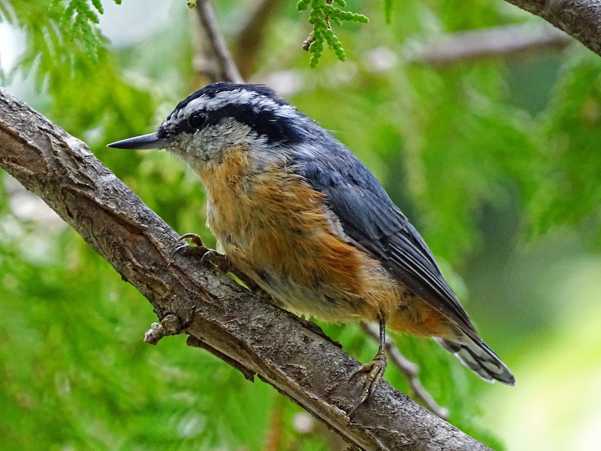Red-breasted Nuthatch - ML113133851