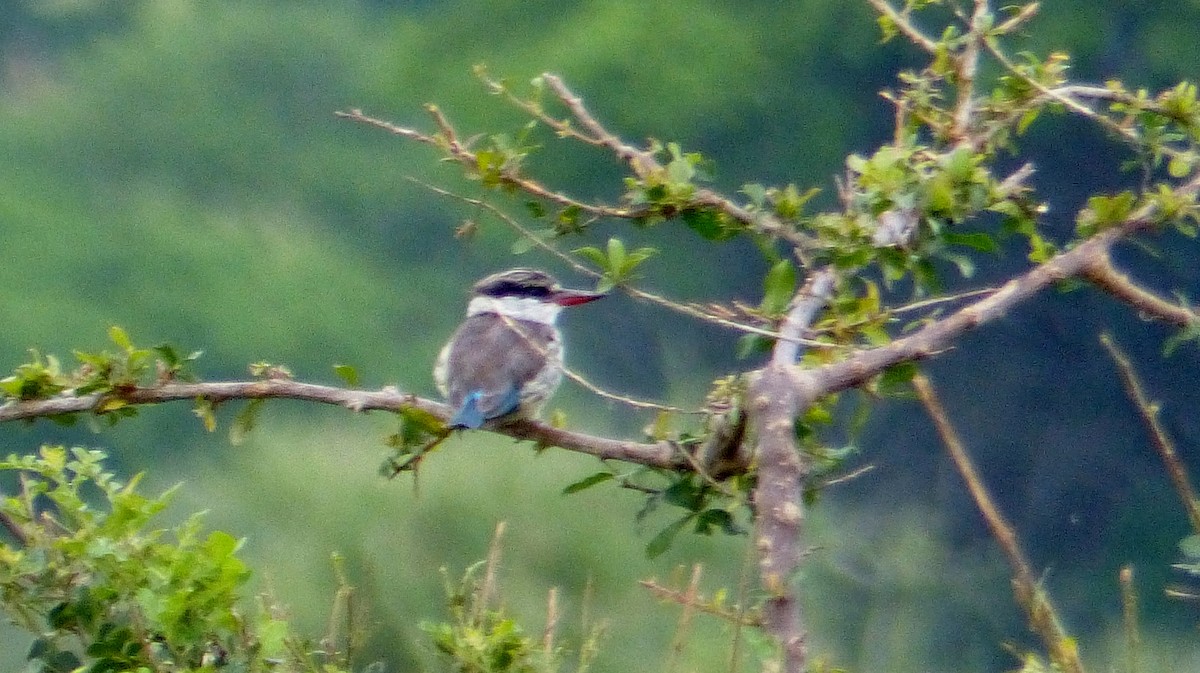 Striped Kingfisher - Diana Miller