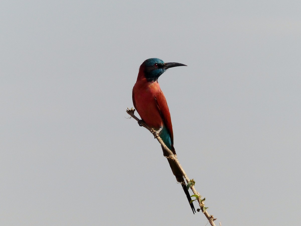 Northern Carmine Bee-eater - Diana Miller