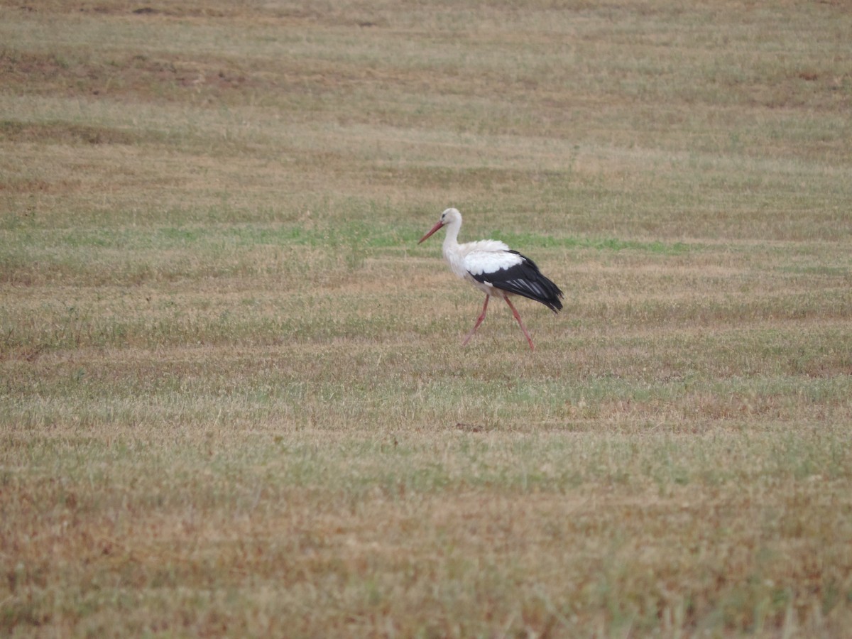 White Stork - ML113138311