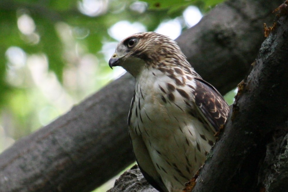Broad-winged Hawk - Aileen Petrozzi