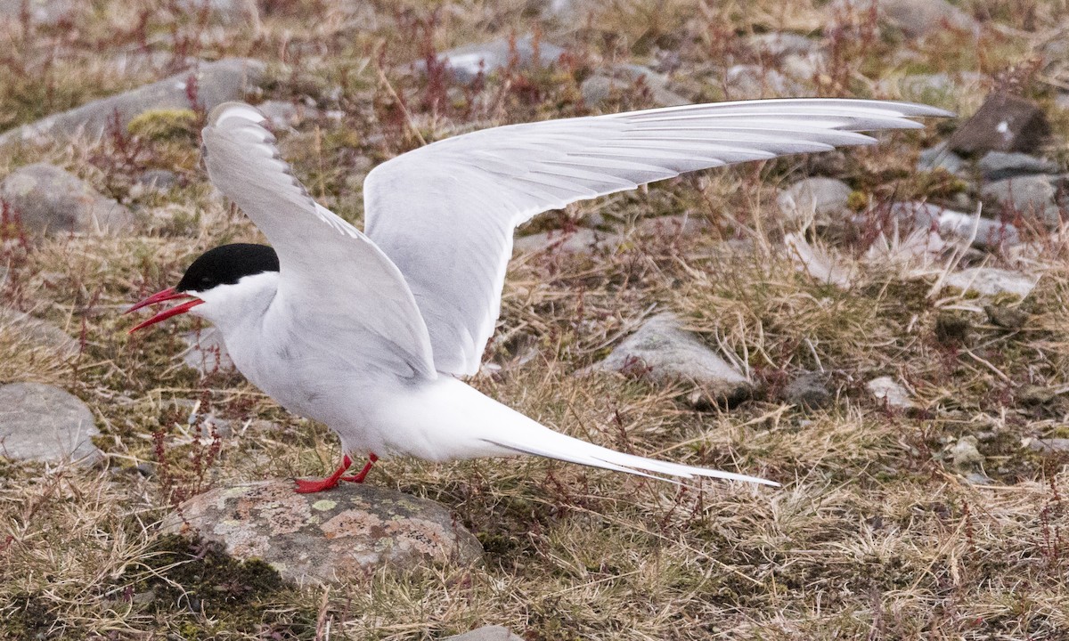 Arctic Tern - Scott Young