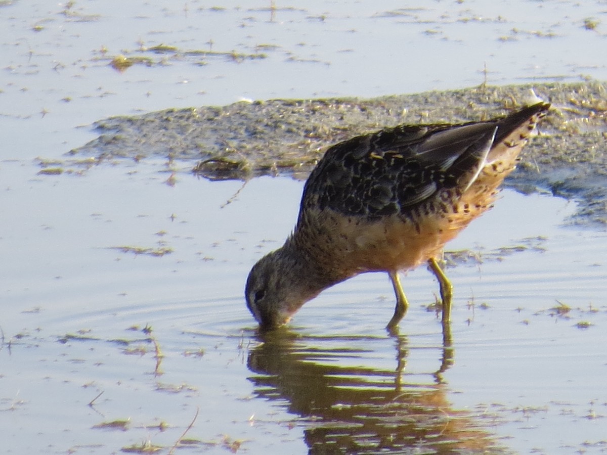 Long-billed Dowitcher - ML113144621