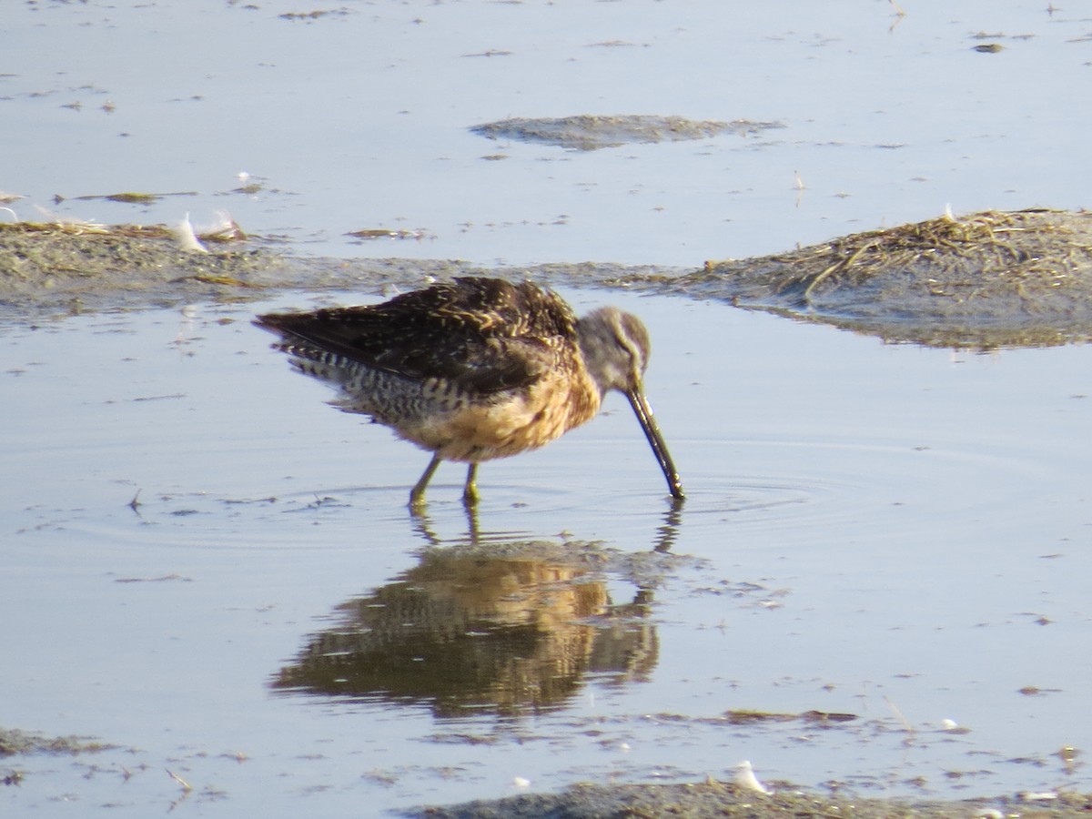 Long-billed Dowitcher - ML113144631