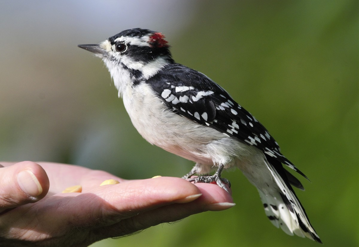 Downy Woodpecker (Eastern) - ML113146481