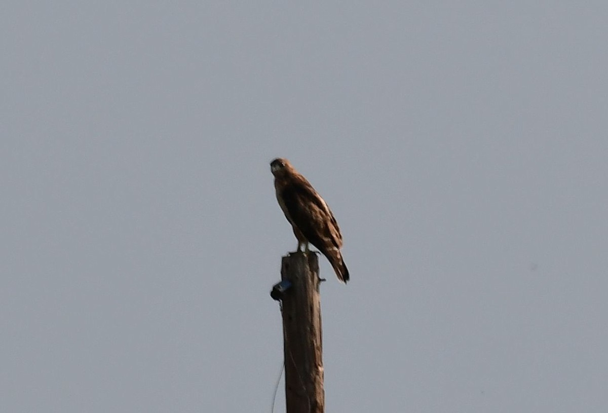 Red-tailed Hawk - ML113149061