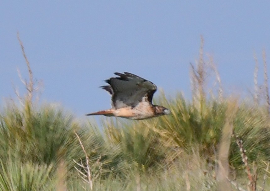 Red-tailed Hawk - ML113149071