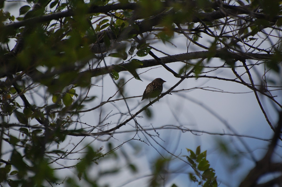 Chipping Sparrow - ML113150311
