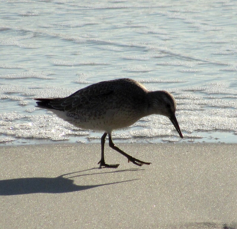 Red Knot - ML113158311