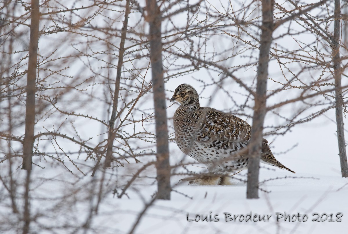 Sharp-tailed Grouse - Louis Brodeur